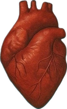 Heart Icon