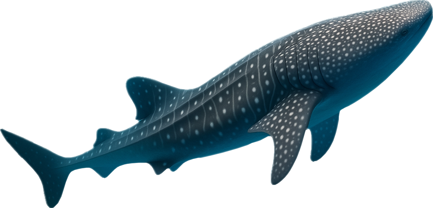 Whale